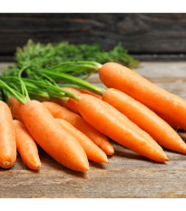 BIO Mrkva skorá Rothild - Daucus carota - bio semená mrkvy - 200 ks
