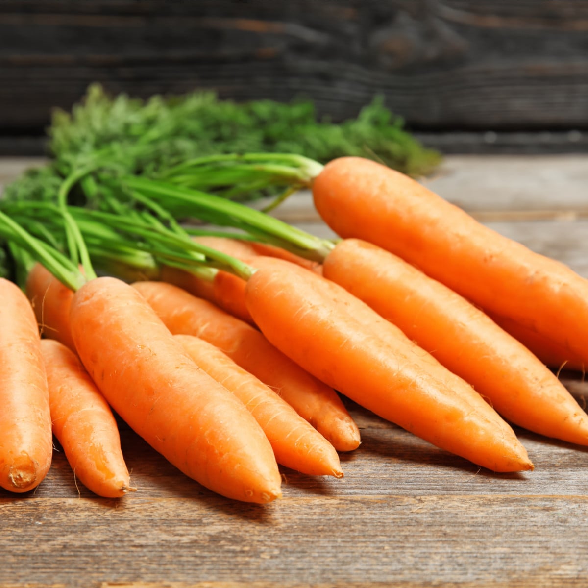 BIO Mrkva skorá Rothild - Daucus carota - bio semená mrkvy - 200 ks