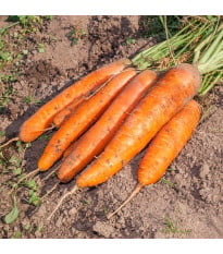 BIO Mrkva Berlicum - Daucus carota - bio semená mrkvy - 200 ks