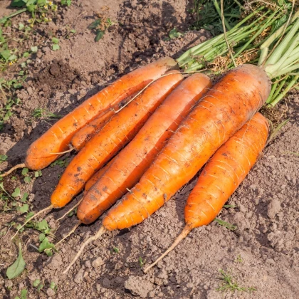 BIO Mrkva Berlicum - Daucus carota - bio semená mrkvy - 200 ks