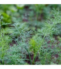 BIO Kôpor voňavý Tetra - Anethum graveolens - bio semená kôpru - 200 ks