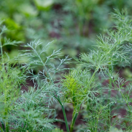 BIO Kôpor voňavý Tetra - Anethum graveolens - bio semená kôpru - 200 ks