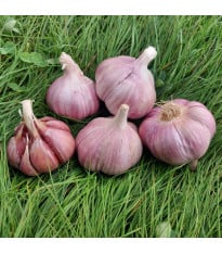 Sadbový cesnak Skalka - Allium sativum - paličák - cibuľa cesnaku - 1 balenie