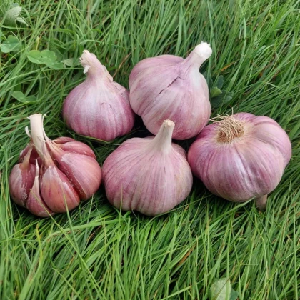 Sadbový cesnak Skalka - Allium sativum - paličák - cibuľa cesnaku - 1 balenie