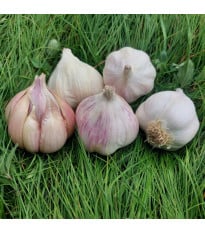 Sadbový cesnak Matinka - Allium sativum - nepaličák - cibuľa cesnaku - 1 balenie