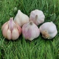 Sadbový cesnak Matinka - Allium sativum - nepaličák - cibuľa cesnaku - 1 balenie