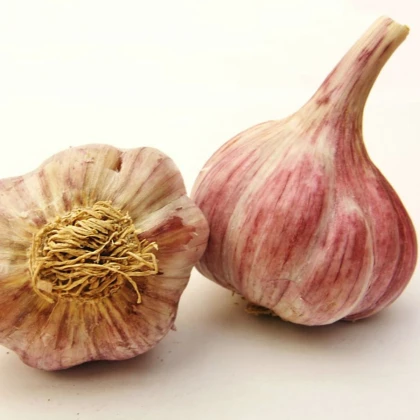 Sadbový cesnak Slavin II - Allium sativum - paličiak - 1 balenie