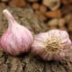 Sadbový cesnak Slavin II - Allium sativum - paličiak - 1 balenie