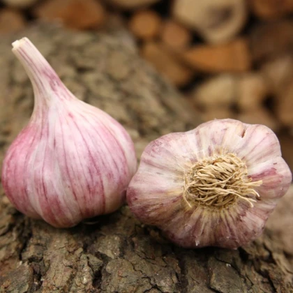 Sadbový cesnak Slavin II - Allium sativum - paličiak - 1 balenie
