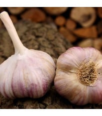 Sadbový cesnak Vekan - paličiak - Allium sativum - 1 balenie