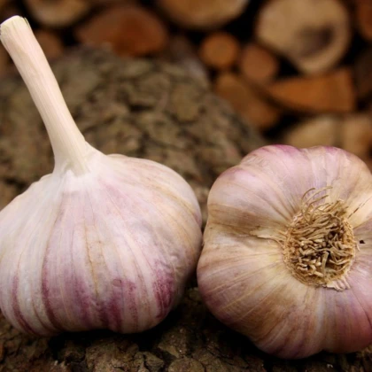Sadbový cesnak Vekan - paličiak - Allium sativum - 1 balenie