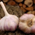 Sadbový cesnak Vekan - paličiak - Allium sativum - 1 balenie