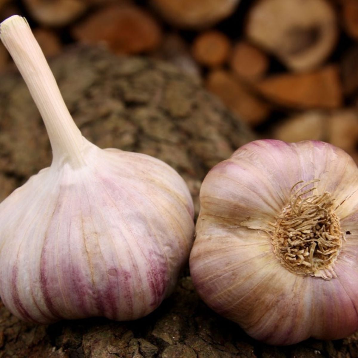 Sadbový cesnak Vekan - paličiak - Allium sativum - 1 balenie