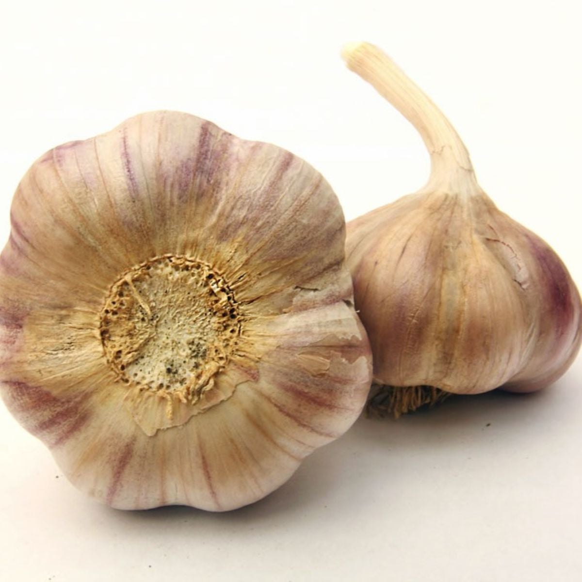 Sadbový cesnak Vekan - paličiak - Allium sativum - 1 balenie