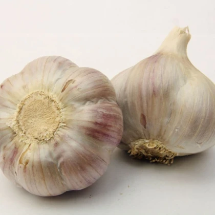 Sadbový cesnak Bjetin - Allium sativum - ozimný paličiak - cibuľa cesnaku - 1 balenie