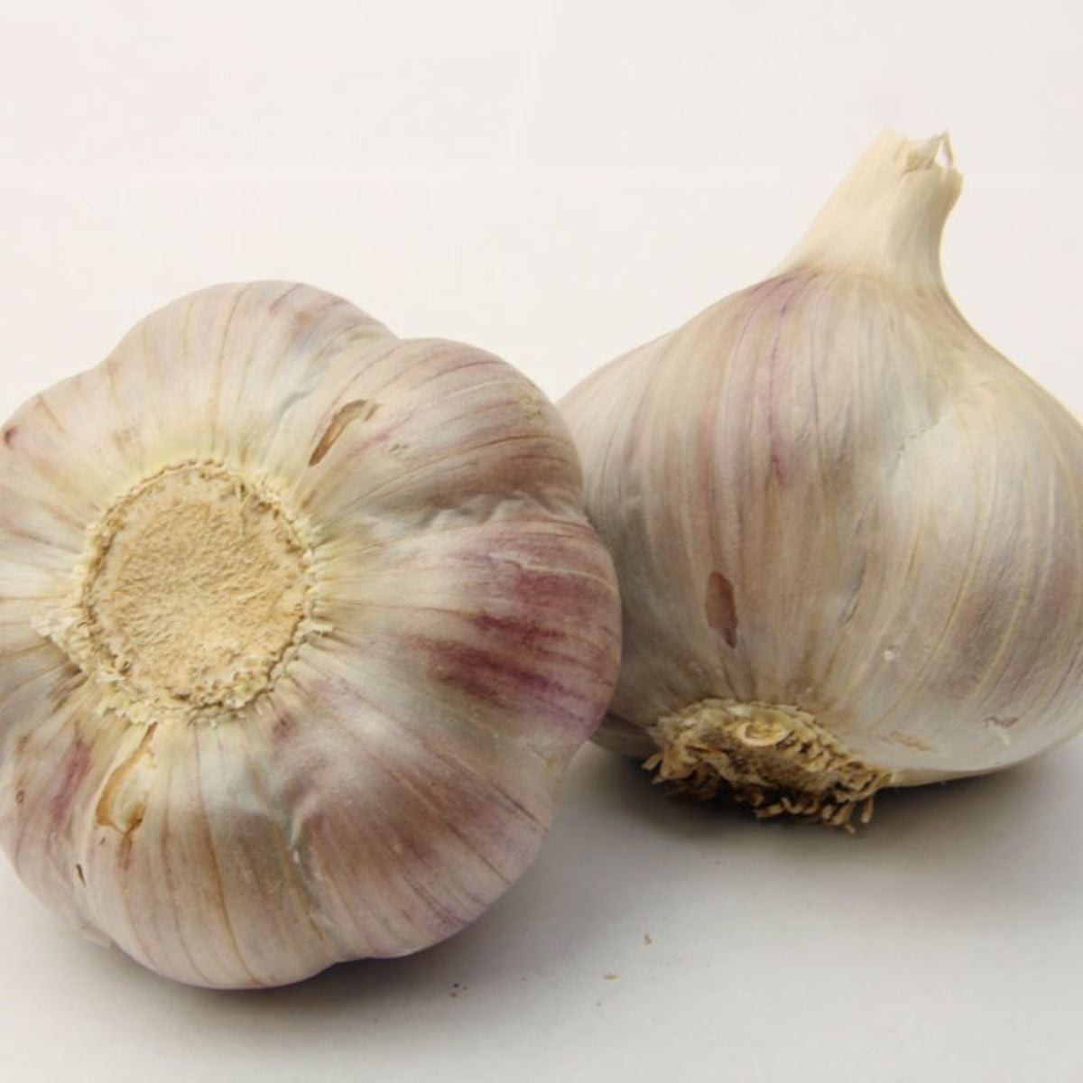 Sadbový cesnak Bjetin - Allium sativum - ozimný paličiak - cibuľa cesnaku - 1 balenie