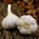 Sadbový cesnak Bjetin - Allium sativum - ozimný paličiak - cibuľa cesnaku - 1 balenie