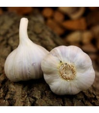 Sadbový cesnak Bjetin - Allium sativum - ozimný paličiak - cibuľa cesnaku - 1 balenie