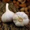 Sadbový cesnak Bjetin - Allium sativum - ozimný paličiak - cibuľa cesnaku - 1 balenie