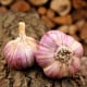 Sadbový cesnak Havran - Allium sativum - ozimný paličiak - 1 balenie