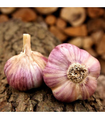 Sadbový cesnak Havran - Allium sativum - ozimný paličiak - 1 balenie