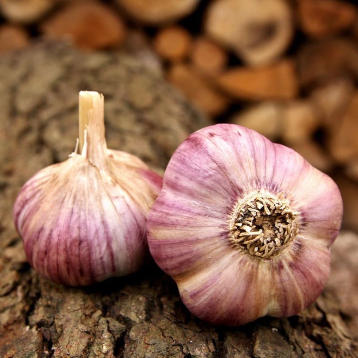 Sadbový cesnak Havran - Allium sativum - ozimný paličiak - 1 balenie