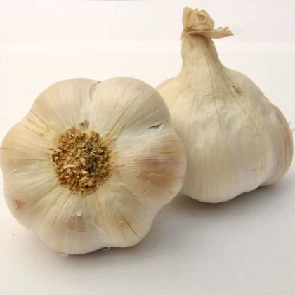 Sadbový cesnak Lukan - Allium sativum - nepaličiak - cibuľa cesnaku - 1 balenie