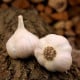 Sadbový cesnak Lukan - Allium sativum - nepaličiak - cibuľa cesnaku - 1 balenie