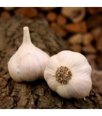 Sadbový cesnak Lukan - Allium sativum - nepaličiak - cibuľa cesnaku - 1 balenie