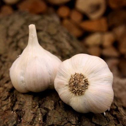 Sadbový cesnak Lukan - Allium sativum - nepaličiak - cibuľa cesnaku - 1 balenie