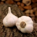 Sadbový cesnak Lukan - Allium sativum - nepaličiak - cibuľa cesnaku - 1 balenie