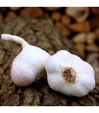 Sadbový cesnak Japo II - Allium sativum - nepaličiak - cibuľa cesnaku - 1 balenie