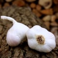 Sadbový cesnak Japo II - Allium sativum - nepaličiak - cibuľa cesnaku - 1 balenie