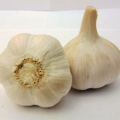 Sadbový cesnak Havel - Allium sativum - paličiak - 1 balenie