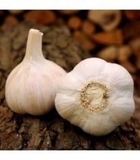 Sadbový cesnak Havel - Allium sativum - paličiak - 1 balenie