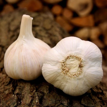 Sadbový cesnak Havel - Allium sativum - paličiak - 1 balenie