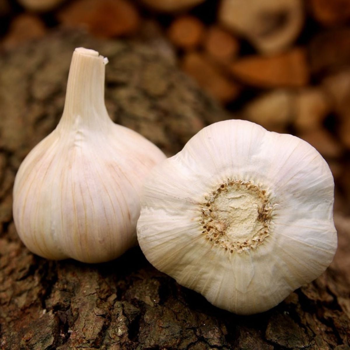 Sadbový cesnak Havel - Allium sativum - paličiak - 1 balenie