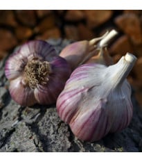 Sadbový cesnak Janko - Allium sativum - paličiak - 1 balenie