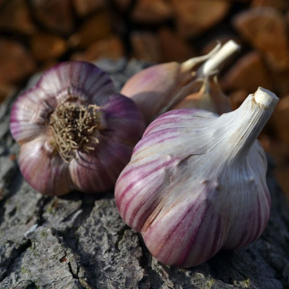 Sadbový cesnak Janko - Allium sativum - paličiak - 1 balenie