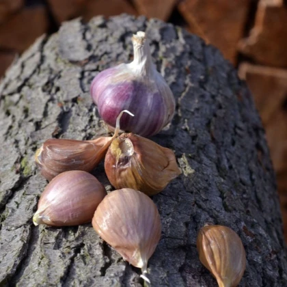 Sadbový cesnak Janko - Allium sativum - paličiak - 1 balenie