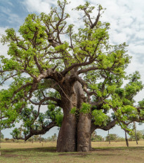 Baobab africký - Adansonia digitata - semená baobabu - 6 ks