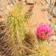 Kaktus Engelmannov Hedgehog - Echinocereus engelmannii - semená kaktusu - 8 ks