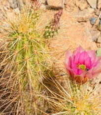 Kaktus Engelmannov Hedgehog - Echinocereus engelmannii - semená kaktusu - 8 ks