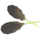 Mizuna Red Empire F1 - Brassica rapa var. japonica - semená mizúny - 400 ks