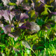 Mizuna Red Empire F1 - Brassica rapa var. japonica - semená mizúny - 400 ks