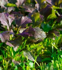 Mizuna Red Empire F1 - Brassica rapa var. japonica - semená mizúny - 400 ks