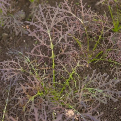 Horčica červená Red Frills - Brassica juncea - semená horčice - 300 ks