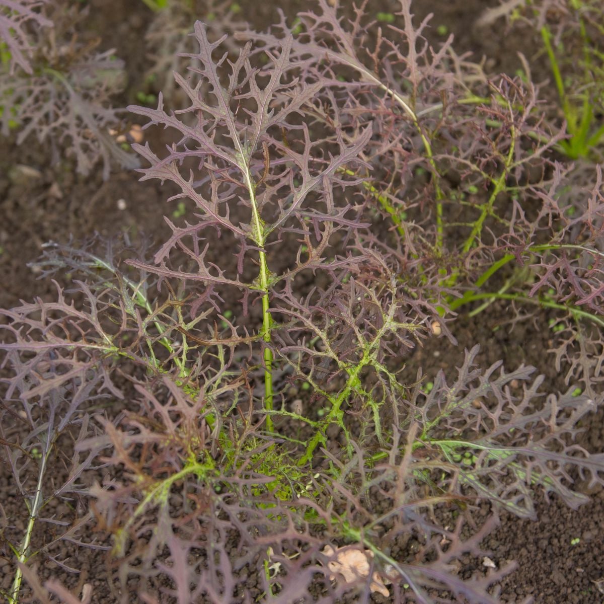 Horčica červená Red Frills - Brassica juncea - semená horčice - 300 ks