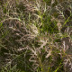 Horčica červená Red Frills - Brassica juncea - semená horčice - 300 ks