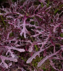 BIO Horčica Moutarde Rouge Metis - Brassica juncea - bio semená horčice - 100 ks
